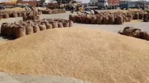 हरियाणा मंडियों में धान खरीद पर संकट, मिलर्स का रजिस्ट्रेशन ठप हरियाणा मंडियों में धान खरीद पर संकट, मिलर्स का रजिस्ट्रेशन ठप