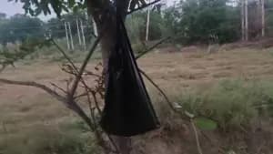 पेड़ पर टंगी काली थैली में मिला नवजात, क्या है पूरा मामला पेड़ पर टंगी काली थैली में मिला नवजात, क्या है पूरा मामला