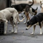 stray dogs