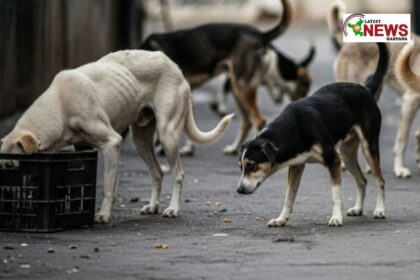 stray dogs