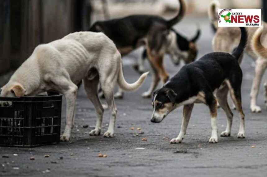stray dogs