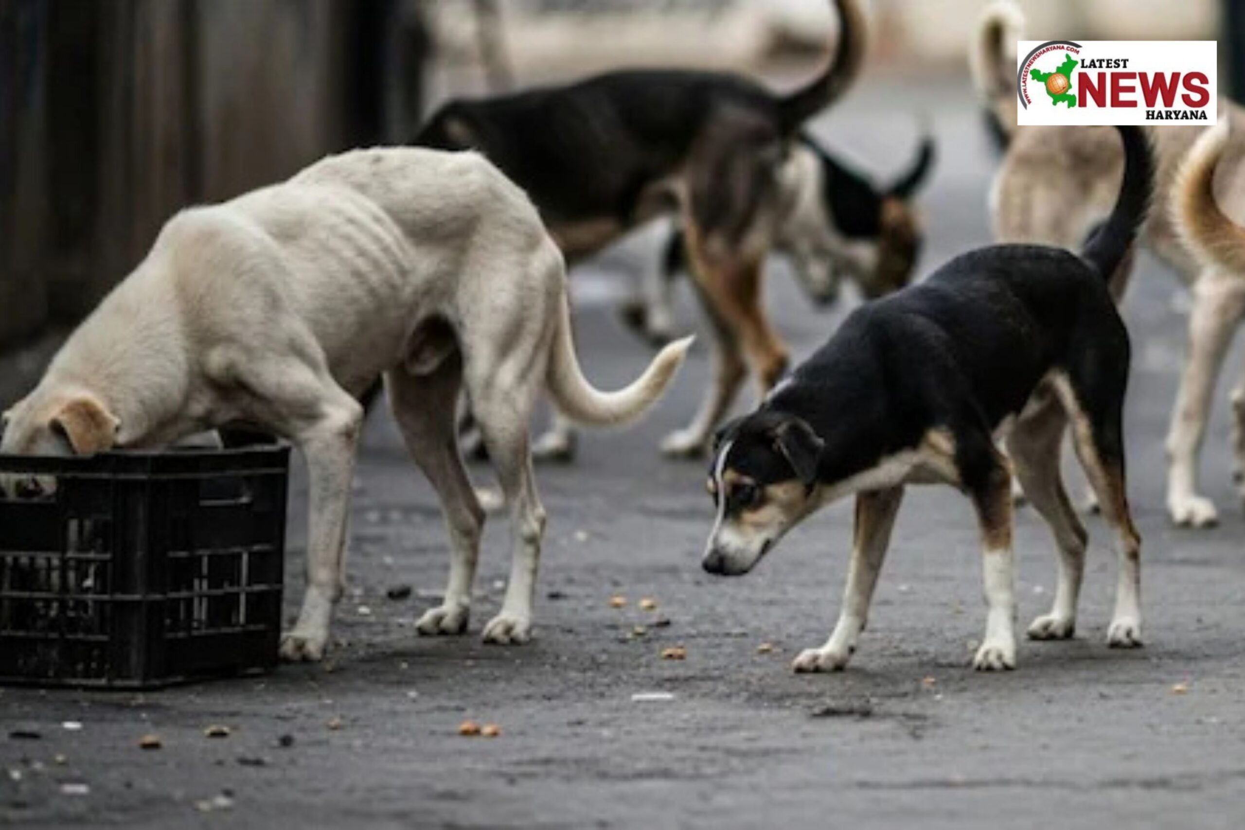 Supreme Court’s Big Order on Stray Dogs in Delhi NCR – Capture, Sterilise, and Shelter to Protect Public from Rising Attacks