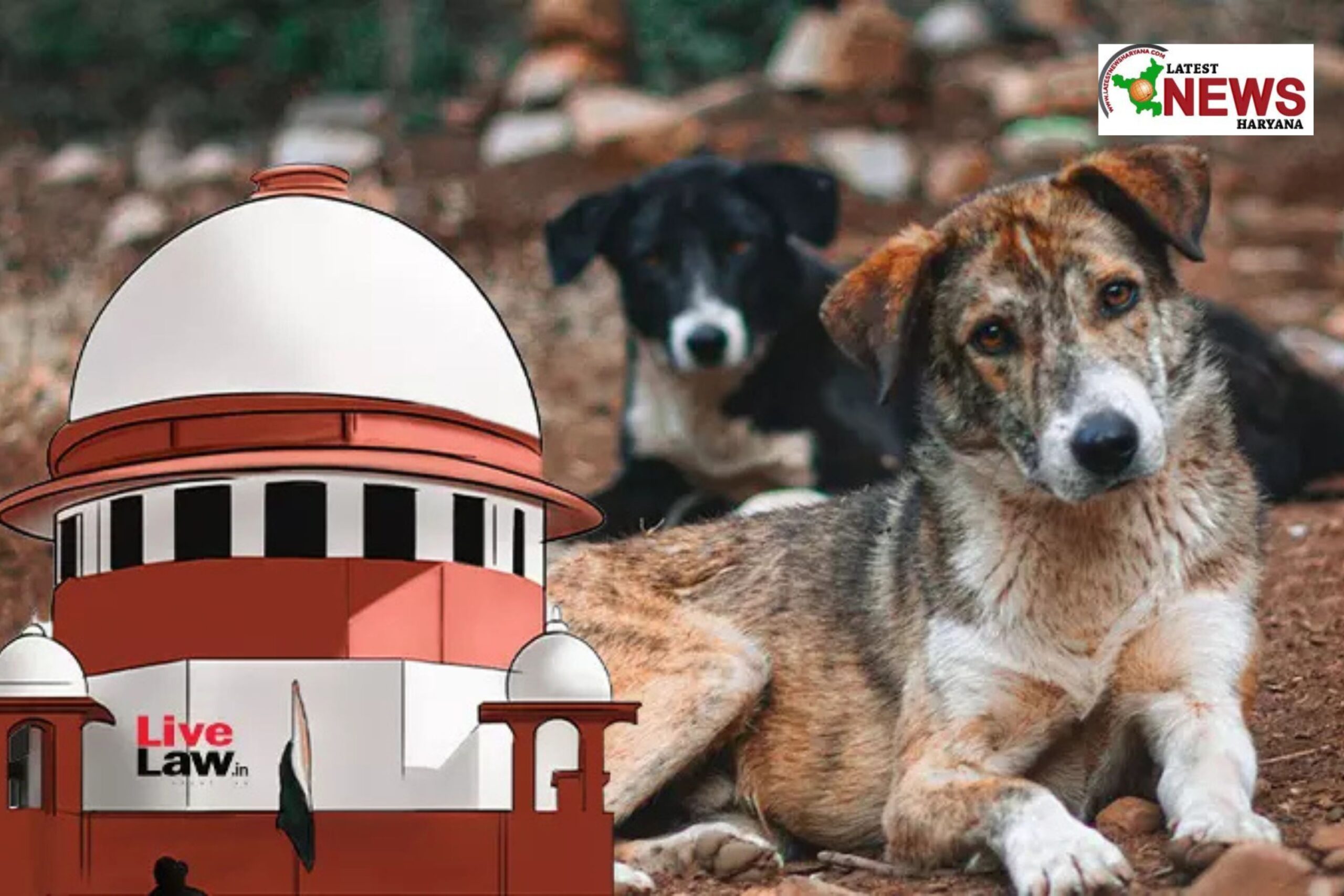 Supreme Court का बड़ा फैसला: Stray Dogs को Sterilisation और Vaccination के बाद छोड़ा जाएगा वापस, Public Feeding पर Ban